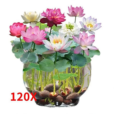 10X Red Spider Lily Seeds Lycoris Radiata – Water Garden Flower Seeds with Lotus and Aquatic Plants UK Hot Sale -FM